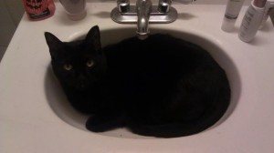 THIS IS WHY MY SINK IS SO MESSY. Also, do not confuse this cat as a tire tube. This is a cat. 
