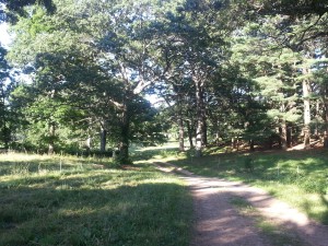 Heaven is a dirt path ambling through the woods