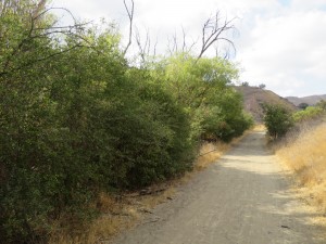 This is what a "forest" looks like in SoCal