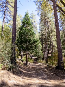 Biking in Idyllwild