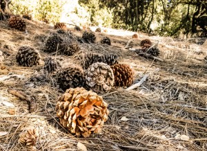 Mountain Biking in Idyllwild